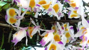 Orchid Conservation
